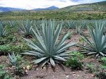 Мексиканские плантации агавы признаны  всемирным наследием